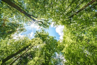 Baumkronen mit Sonnenlicht